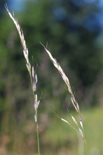 Helictotrichon pubescens