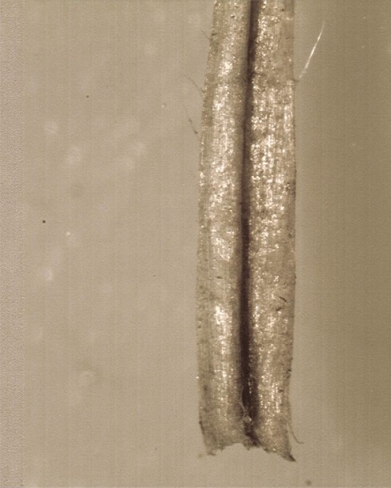 Anisantha rubens
