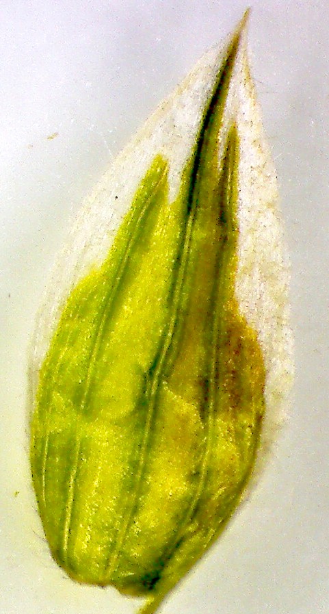 Bromus hordaceus