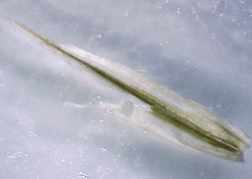 Bromopsis inermis