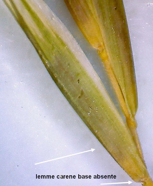Bromopsis inermis