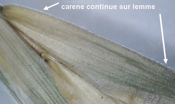 Ceratochloa sitchensis