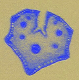 Clicker