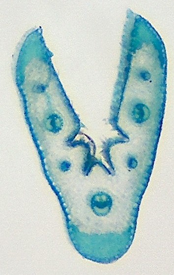 Clicker