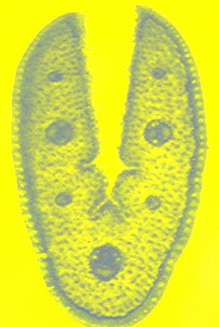 Clicker