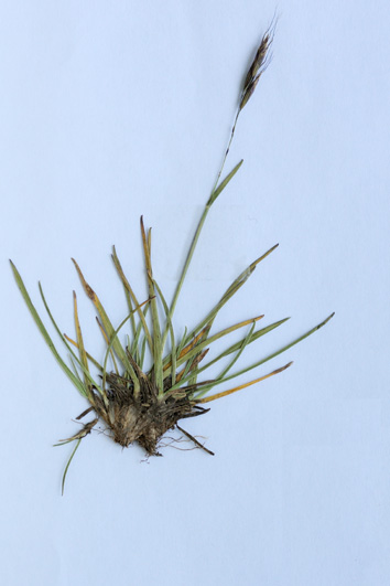 Helictochloa versicolor