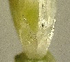 Dactylis glomerata