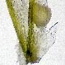 Poa pratensis