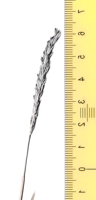 Clicker