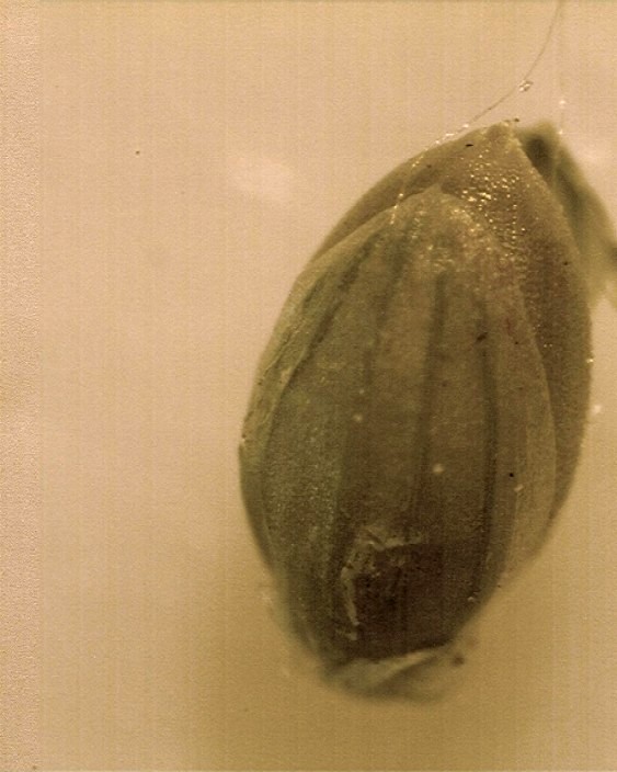 Clicker